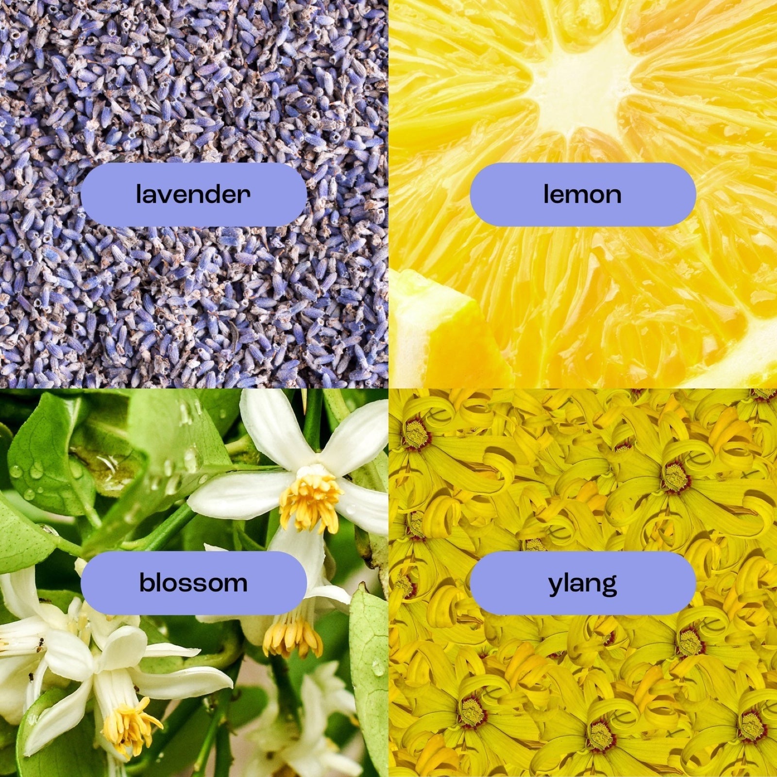 image of lavender ylang fragrance notes, including: lavender, lemon, blossom and ylang