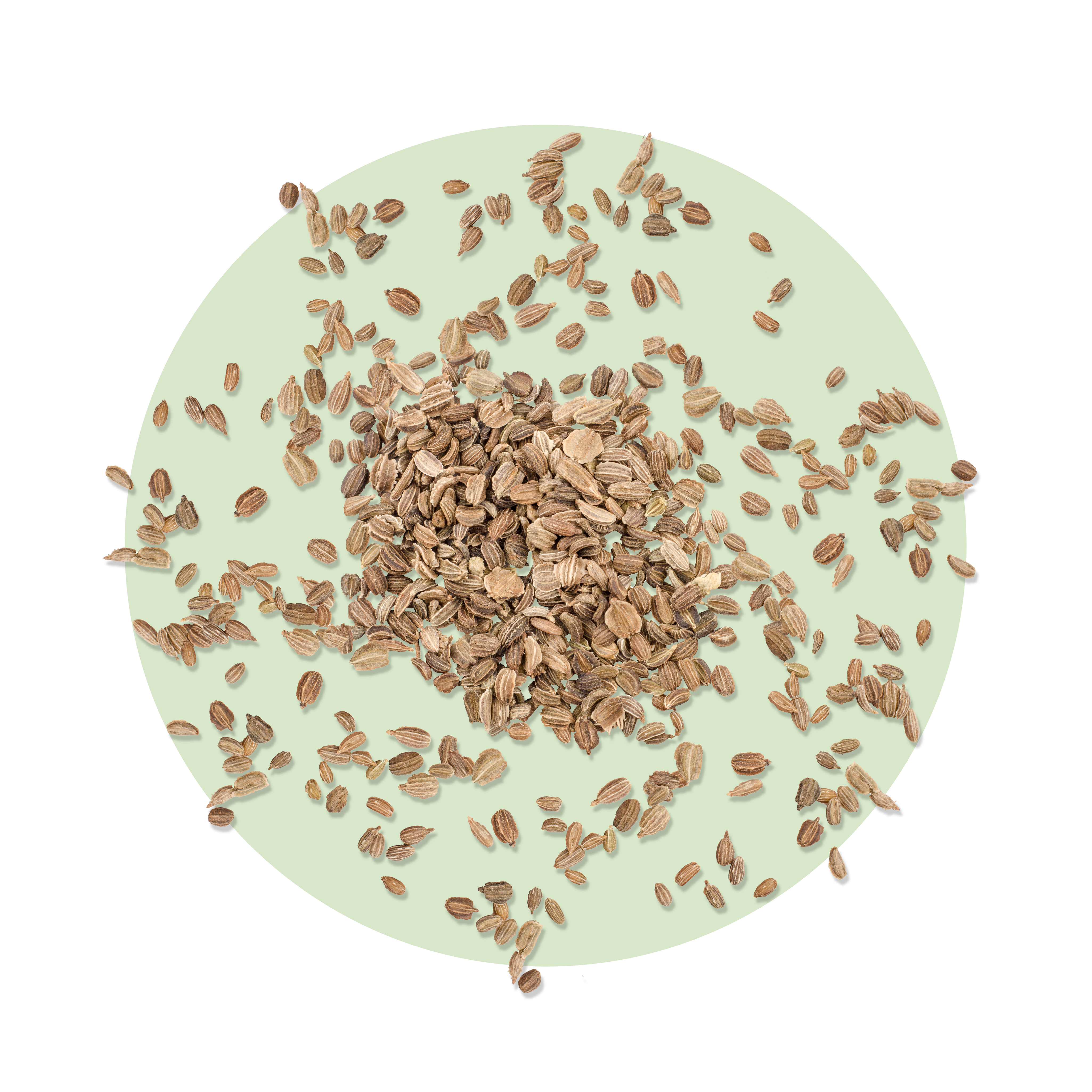 overhead view of carrot seeds, an exseed ingredient