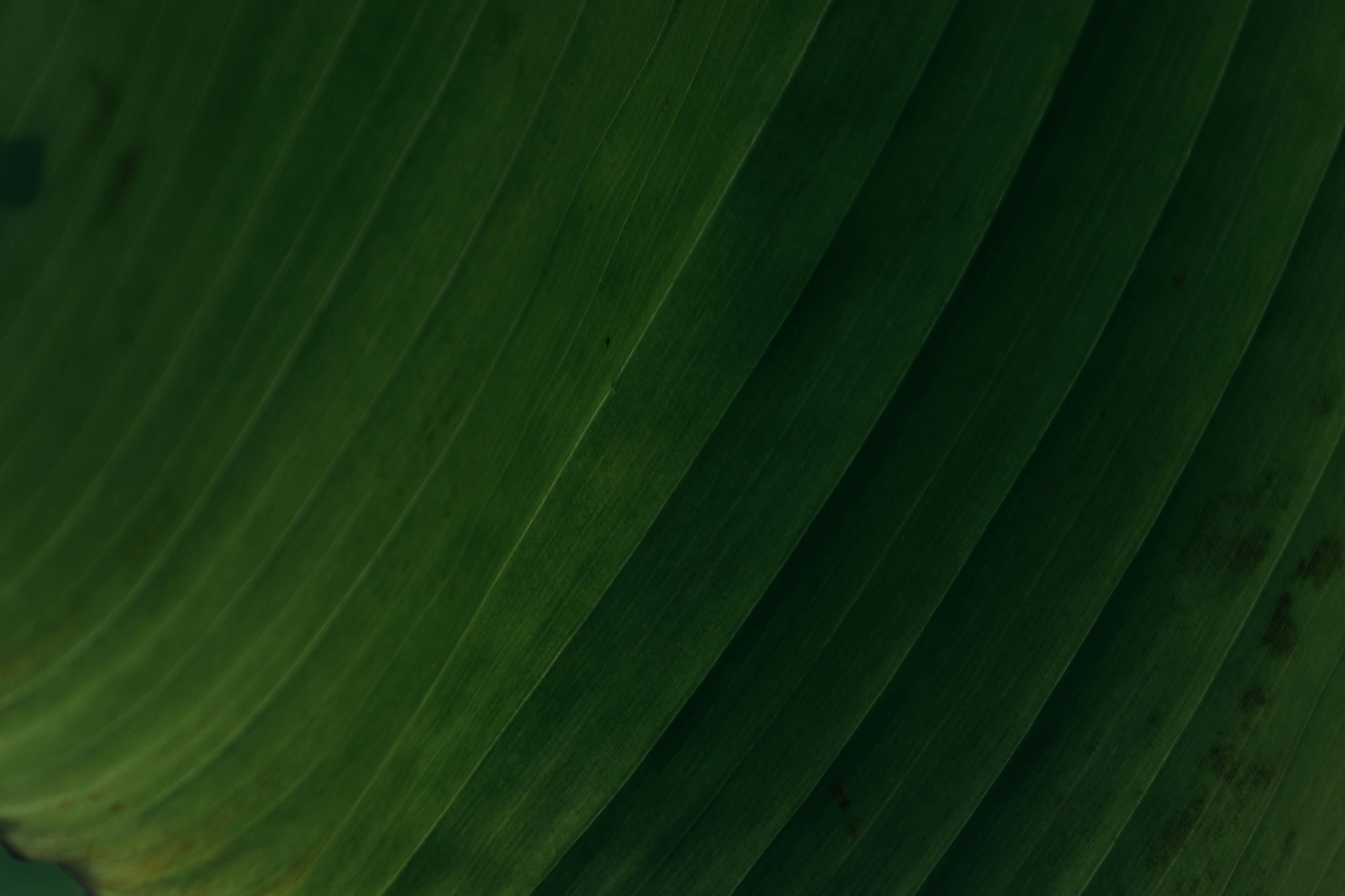 leaf texture image