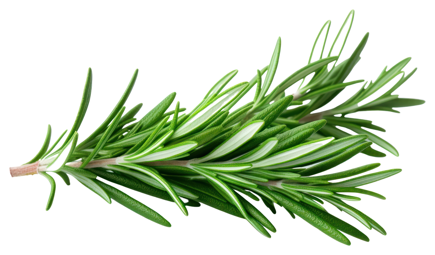 overhead view of rosemary sprig