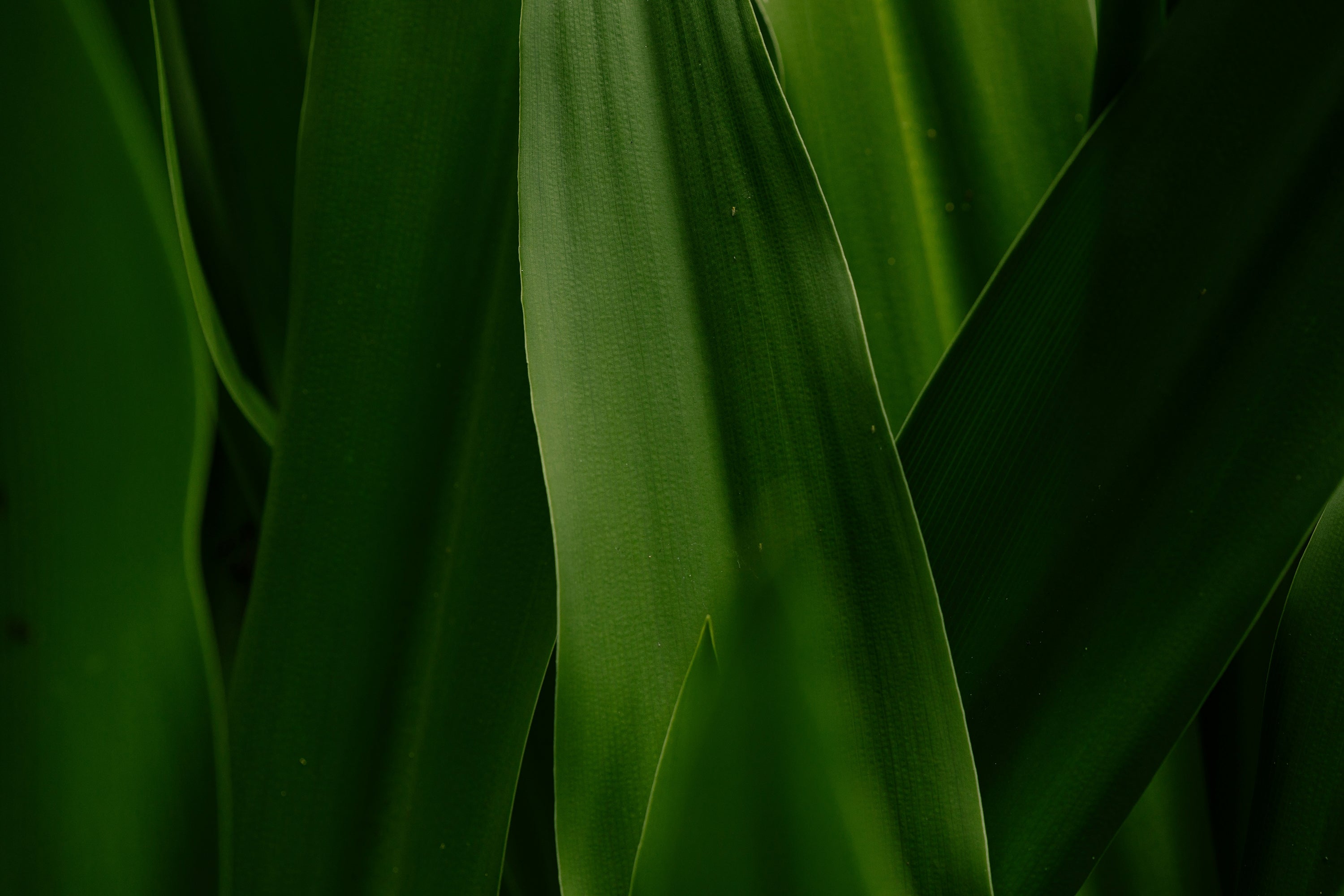 green leaves texture image