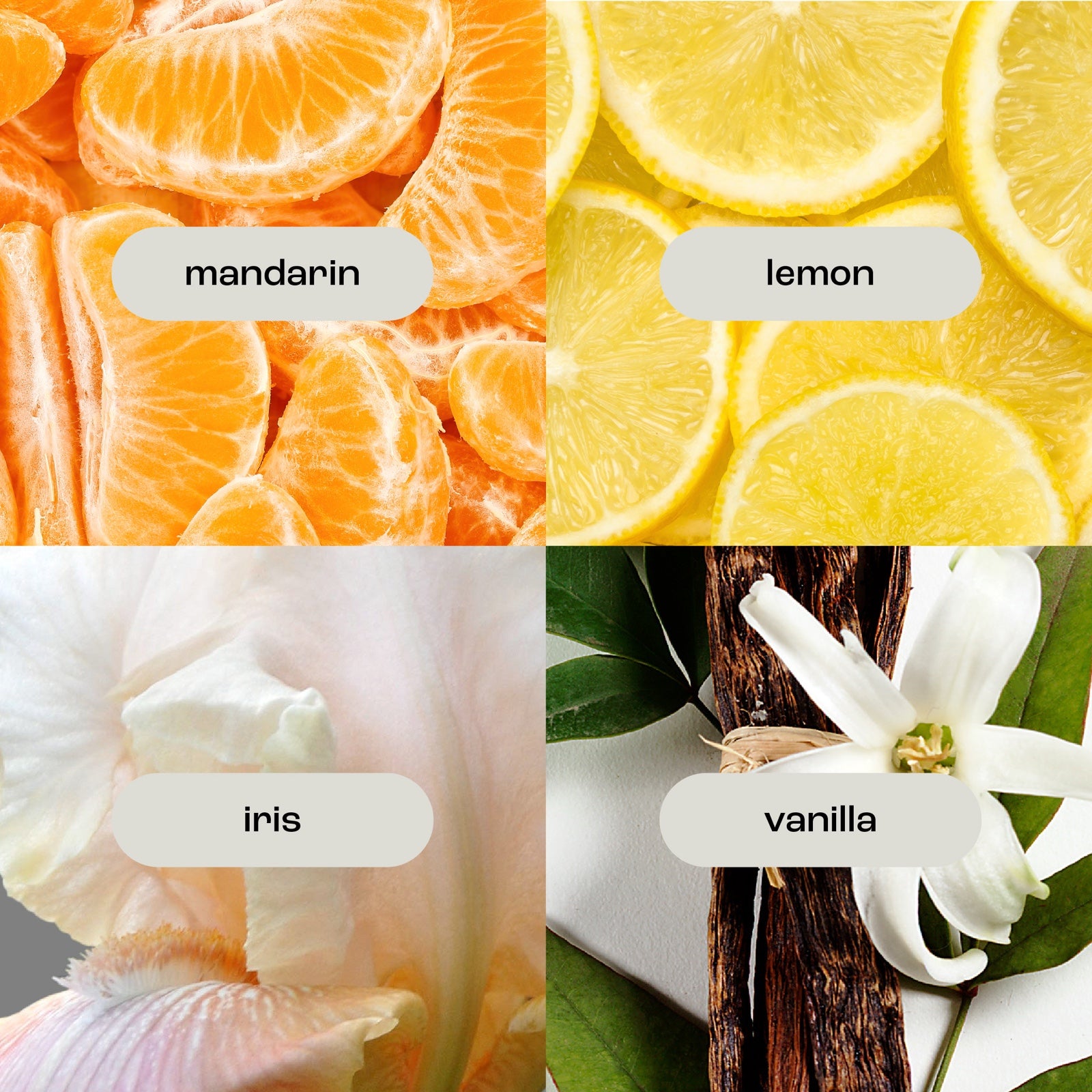 coconut ambre vanille fragrance notes images including: mandarin, lemon, iris and vanilla