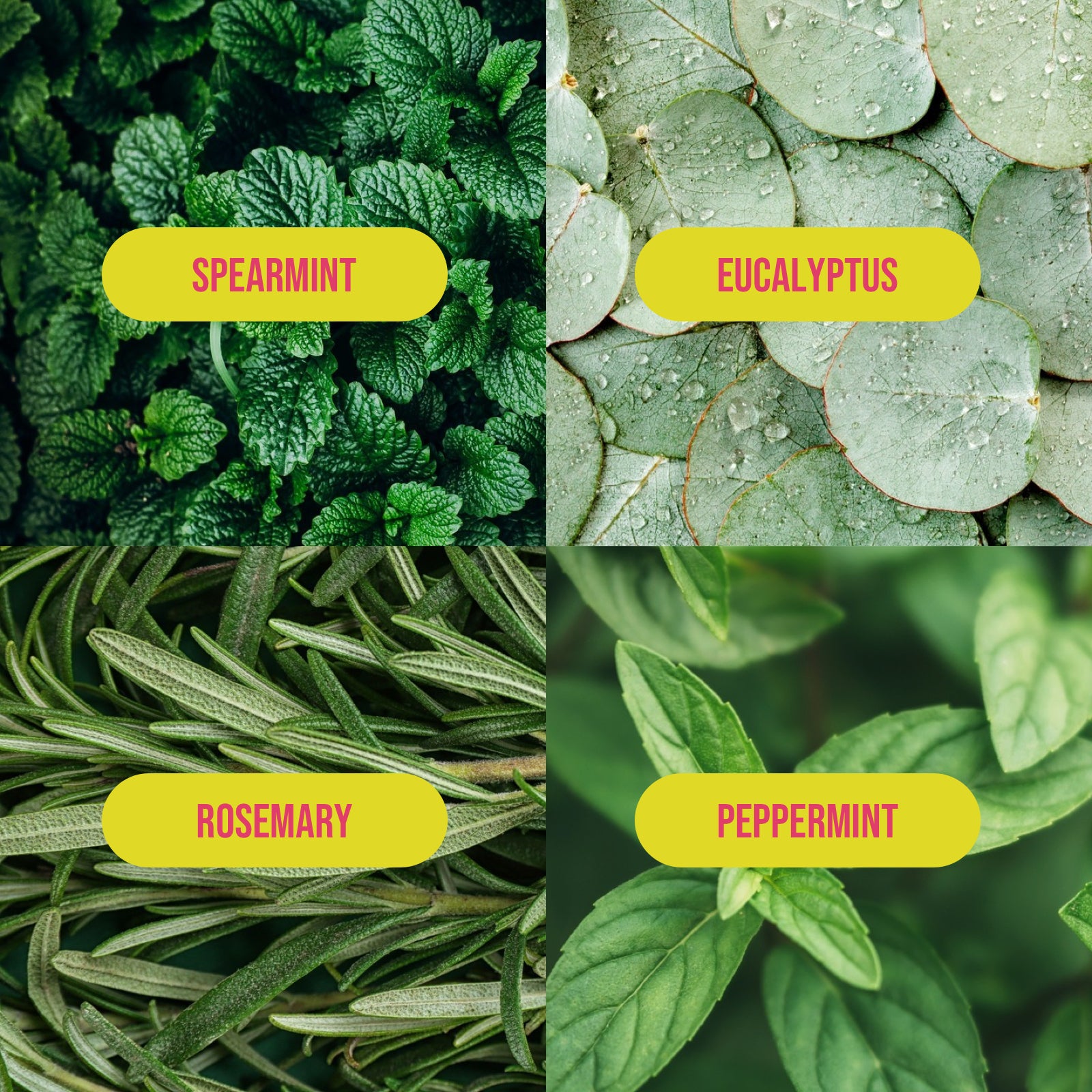 eucalyptus rosemary mint fragrance notes including: spearmint, eucalyptus, rosemary and peppermint