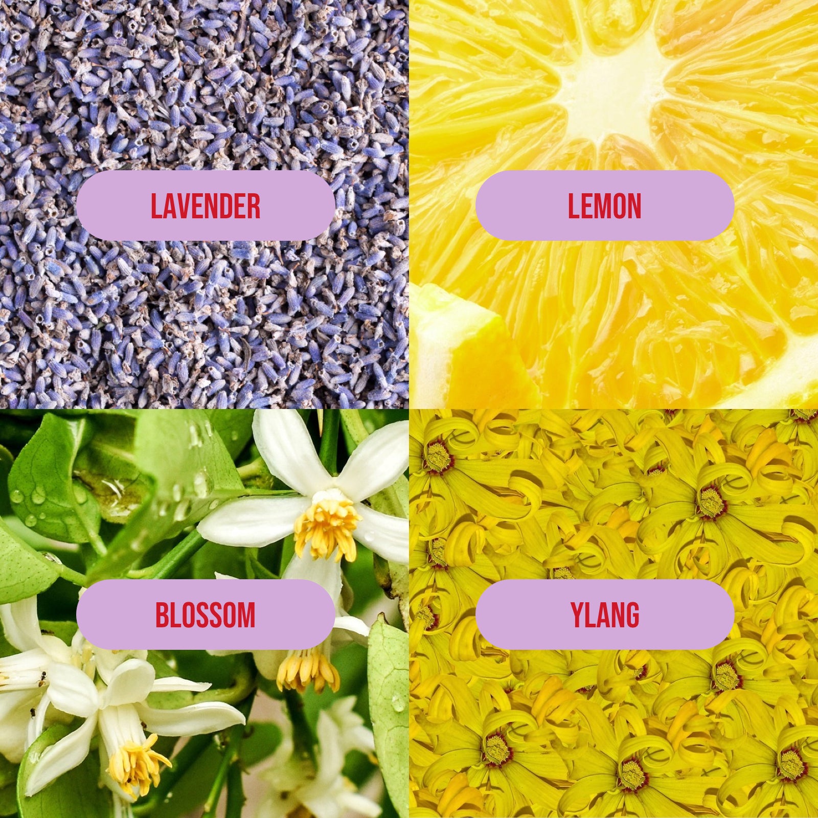 lavender ylang fragrance notes including: lavender, lemon, blossom and ylang