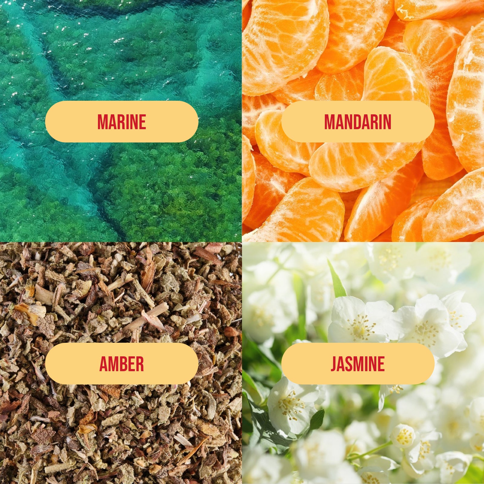 sea salt citrus fragrance notes including: marine, mandarin, amber, and jasmine