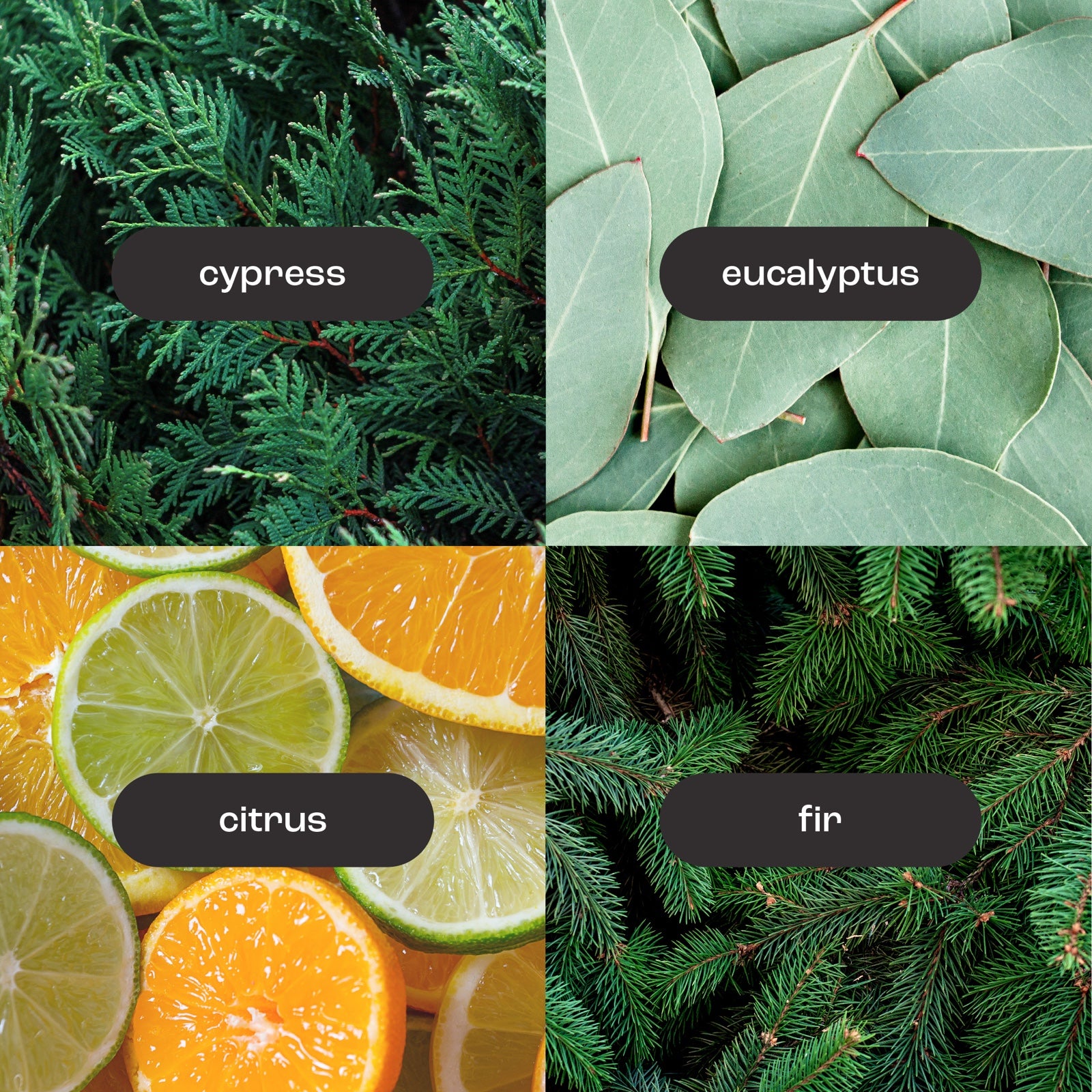 cypres fragrance notes images including: cypress, eucalyptus, citrus and fir