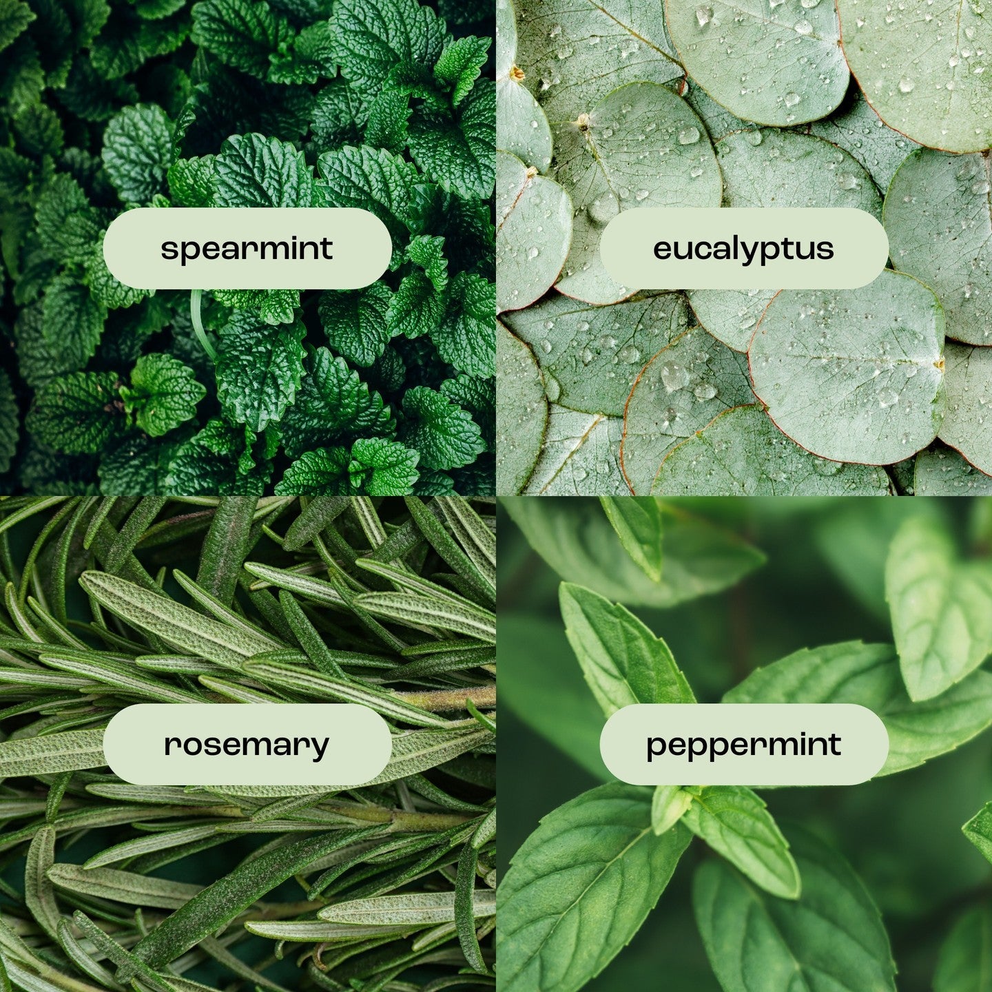 eucalyptus rosemary mint fragrance note images including: spearmint, eucalyptus, rosemary and peppermint