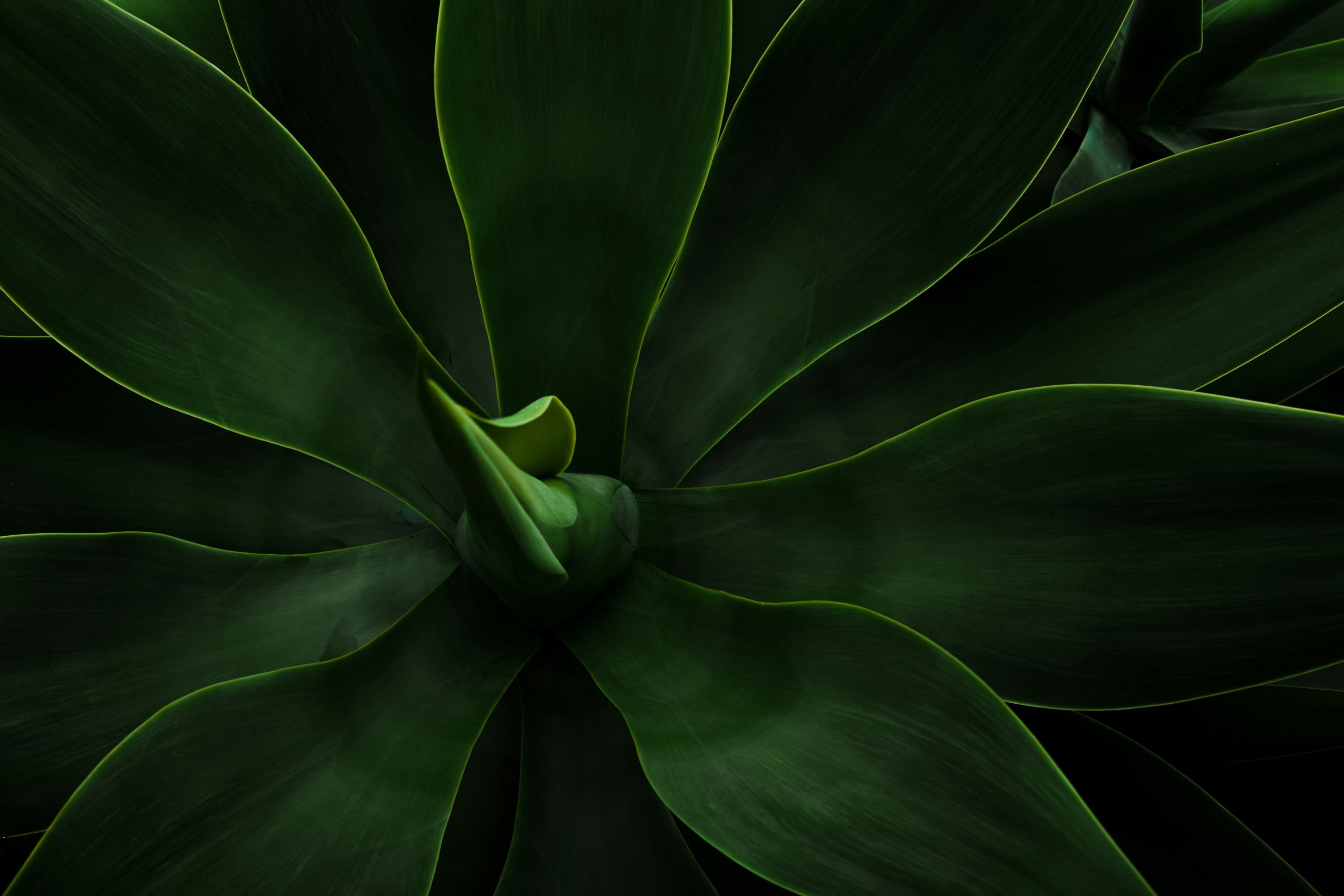 overhead view of an agave plant