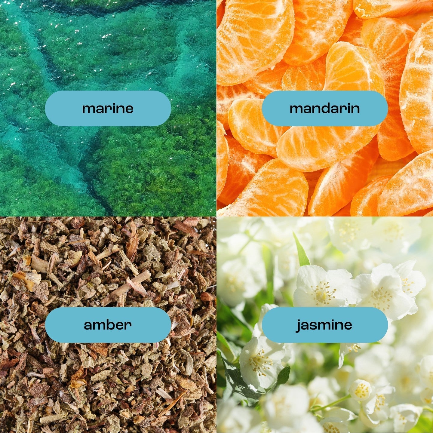 image of sea salt citrus fragrance notes, including: marine, mandarin, amber and jasmine